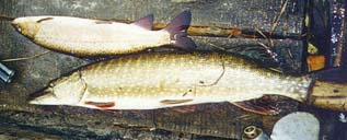 Click on the image to enlarge (114.6 kB)